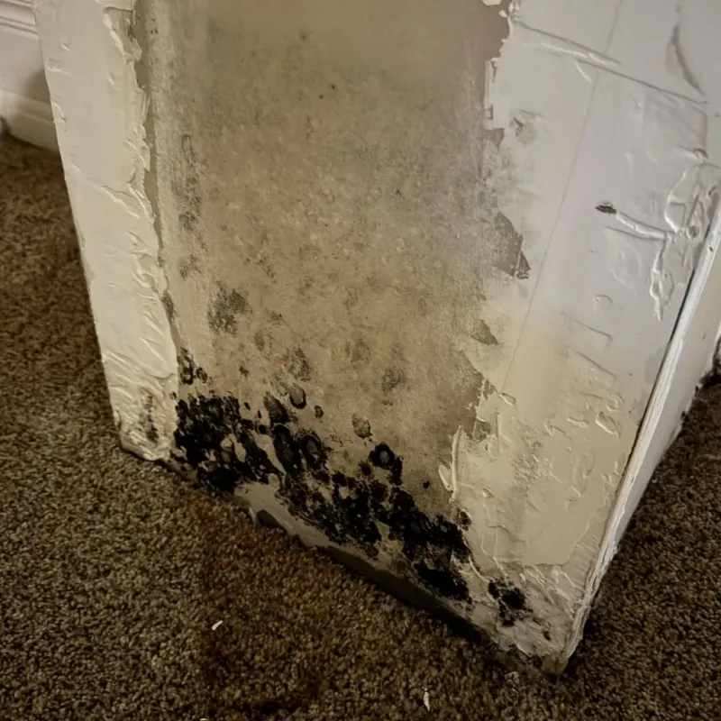 Professional Mold Removal in Shreveport, LA